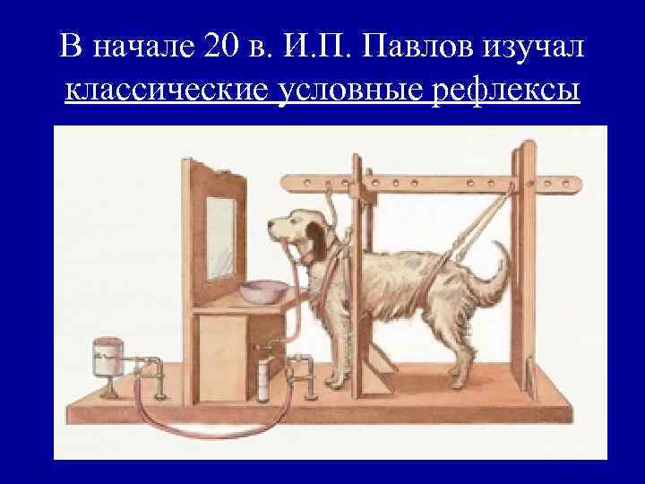 В начале 20 в. И. П. Павлов изучал классические условные рефлексы 