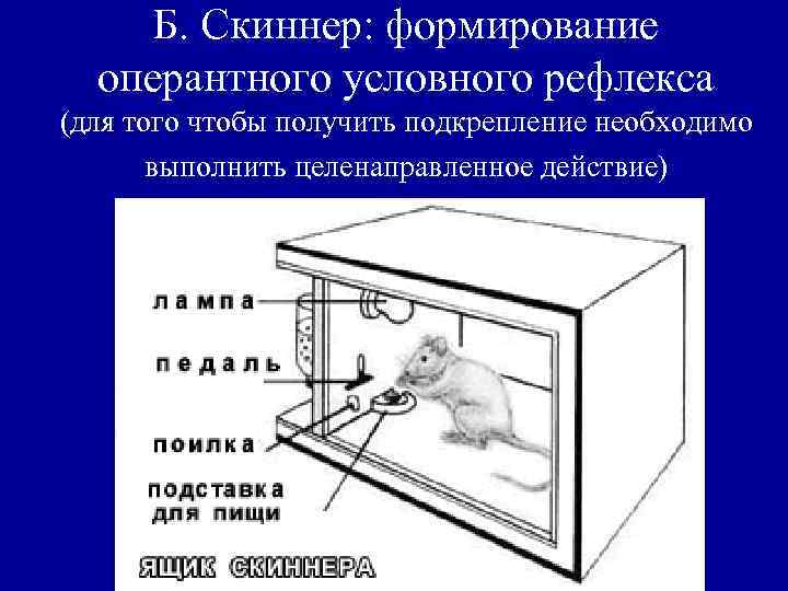 Б. Скиннер: формирование оперантного условного рефлекса (для того чтобы получить подкрепление необходимо выполнить целенаправленное