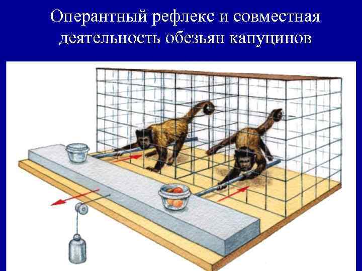 Оперантный рефлекс и совместная деятельность обезьян капуцинов 