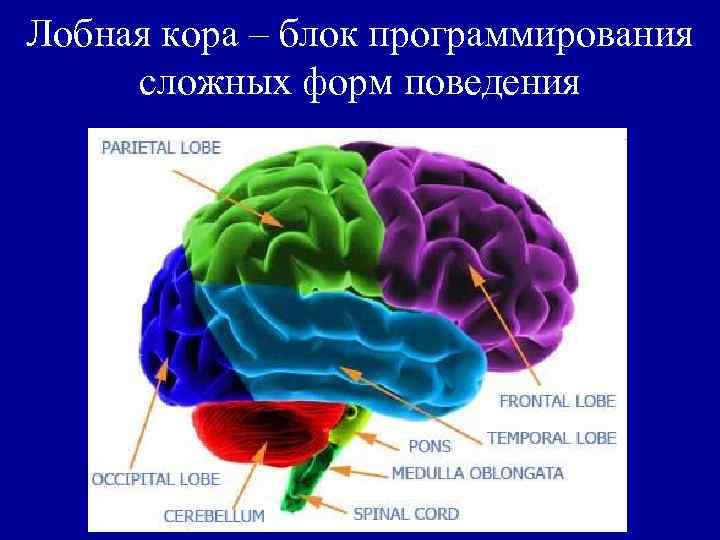 Лобная кора – блок программирования сложных форм поведения 