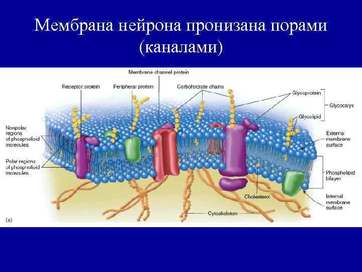 Две мембраны пронизанные порами