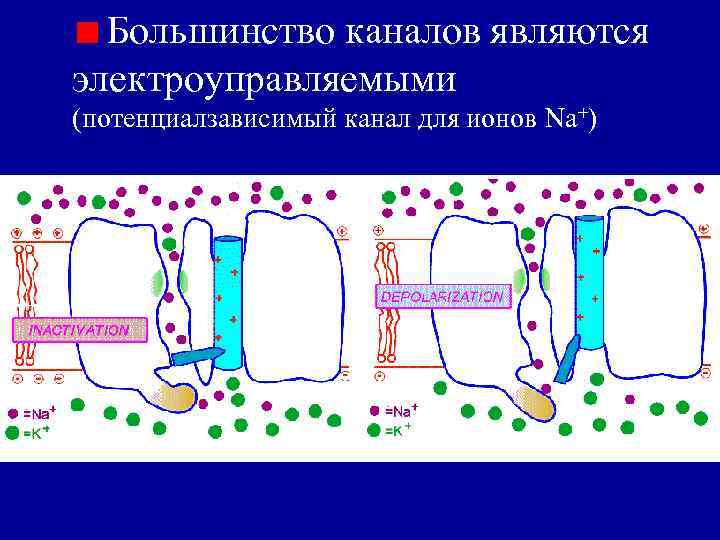 Большинство каналов являются электроуправляемыми (потенциалзависимый канал для ионов Na+) 