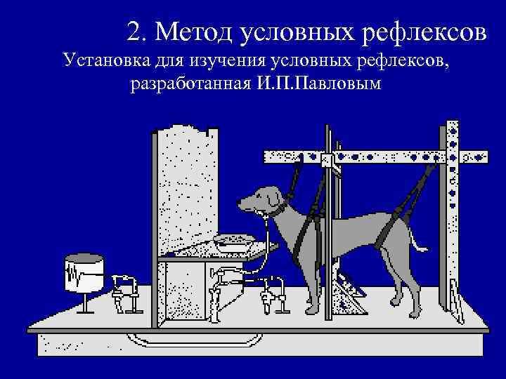 2. Метод условных рефлексов Установка для изучения условных рефлексов, разработанная И. П. Павловым 