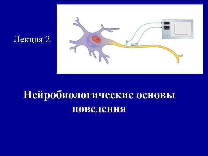 Лекция 2 Нейробиологические основы поведения 