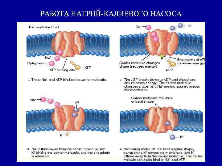 РАБОТА НАТРИЙ-КАЛИЕВОГО НАСОСА 