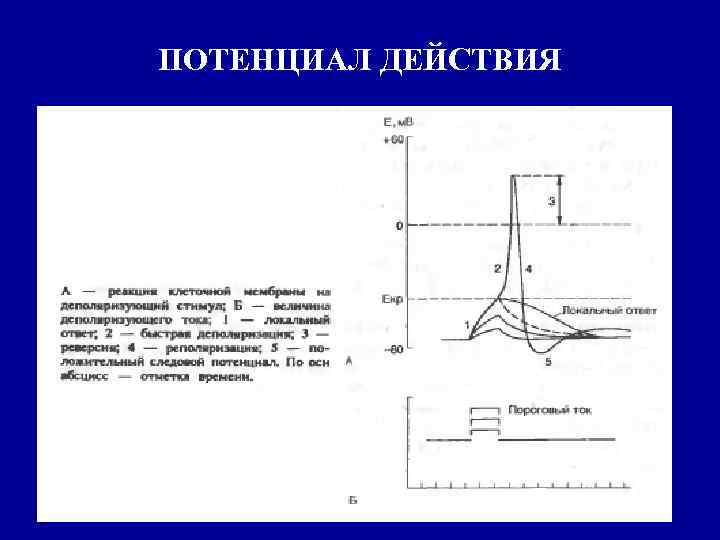 ПОТЕНЦИАЛ ДЕЙСТВИЯ 
