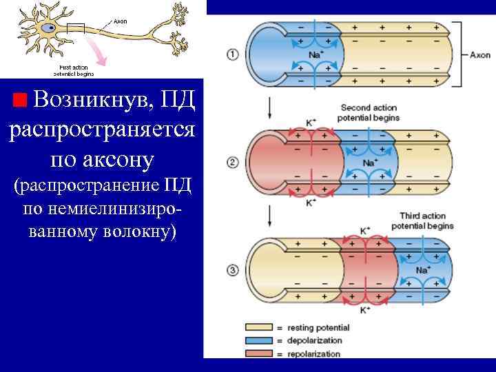 Возникнув, ПД распространяется по аксону (распространение ПД по немиелинизированному волокну) 