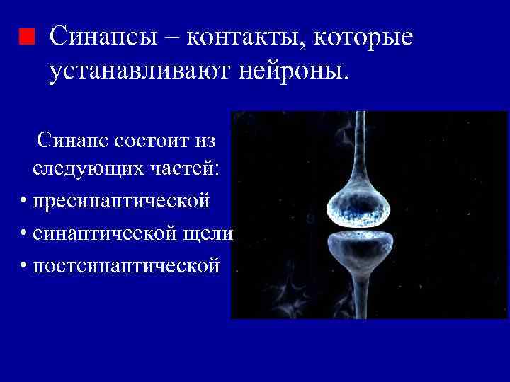 Синапсы – контакты, которые устанавливают нейроны. Синапс состоит из следующих частей: • пресинаптической •