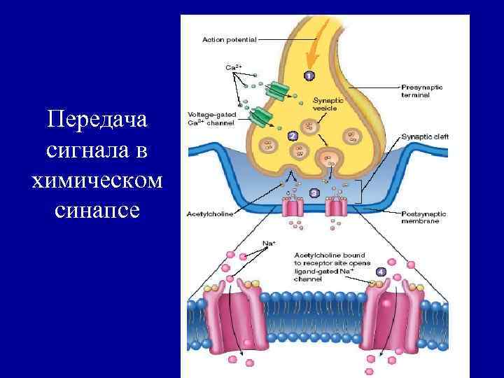 Передача сигнала в химическом синапсе 