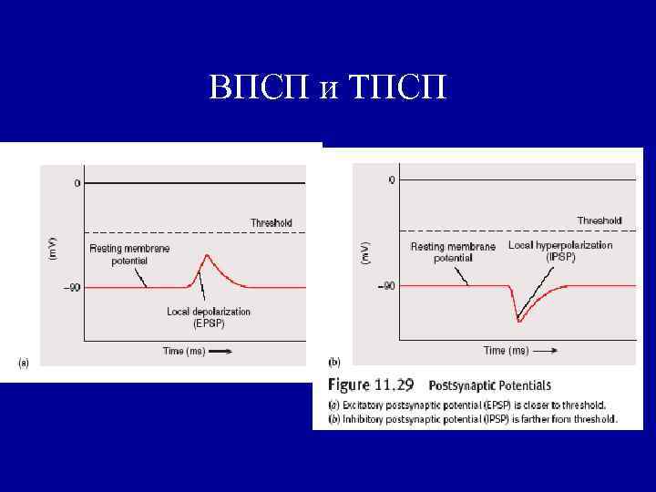 ВПСП и ТПСП 