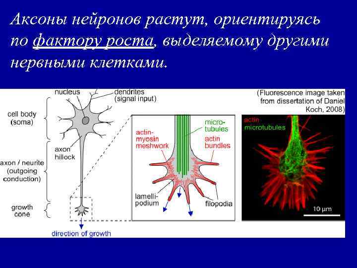 Аксоны нейронов растут, ориентируясь по фактору роста, выделяемому другими нервными клетками. 