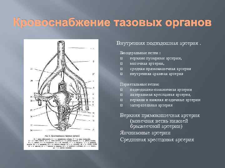 Внутренняя половая