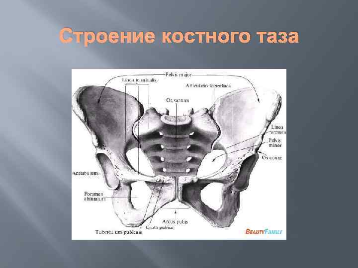 Кости таза женщины фото