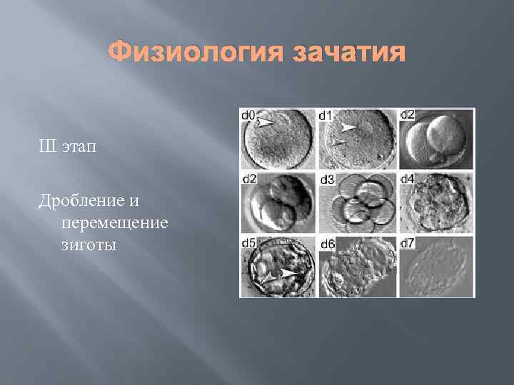 Картинка женского организма