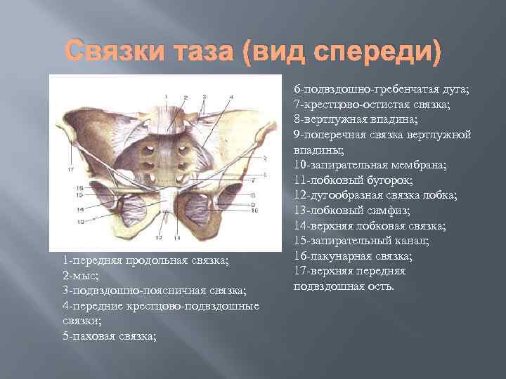 Строение женского организма картинки