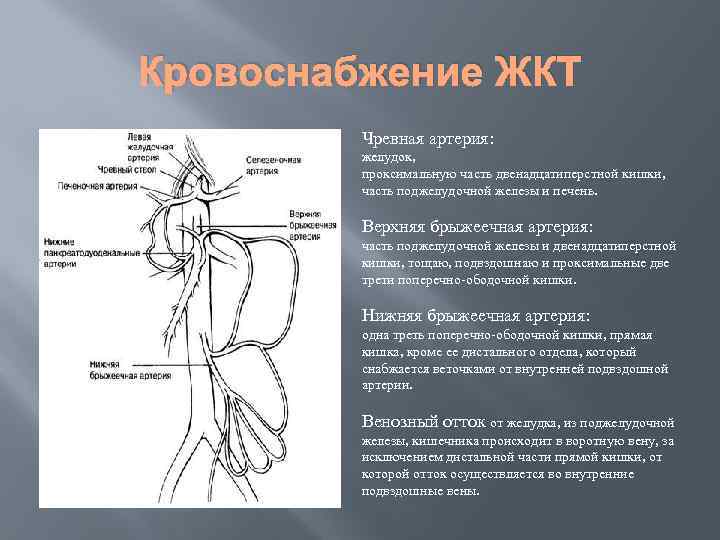 Верхняя брыжеечная артерия схема