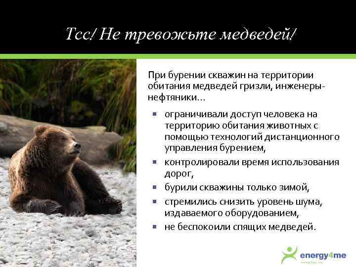 Тсс! Не тревожьте медведей! При бурении скважин на территории обитания медведей гризли, инженерынефтяники. .