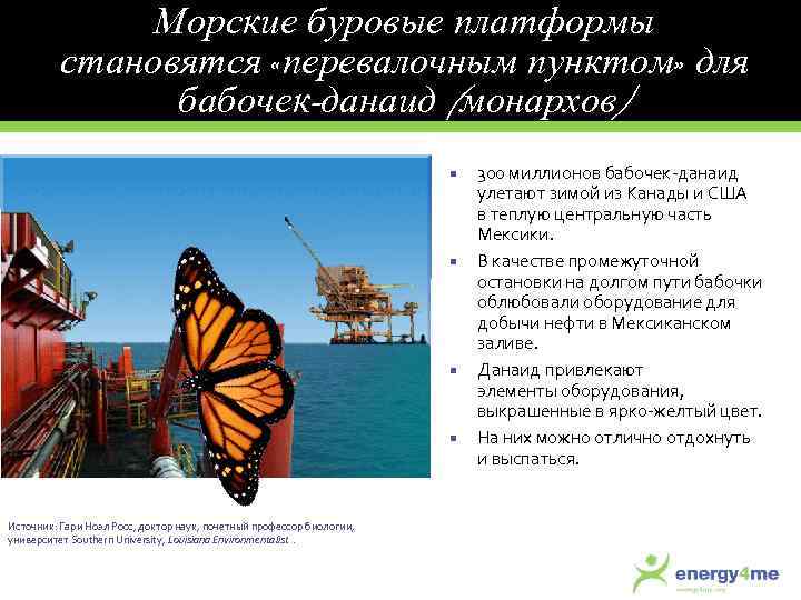 Морские буровые платформы становятся «перевалочным пунктом» для бабочек-данаид (монархов) Источник: Гари Ноэл Росс, доктор