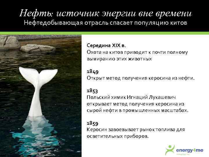 Нефть: источник энергии вне времени Нефтедобывающая отрасль спасает популяцию китов Середина XIX в. Охота