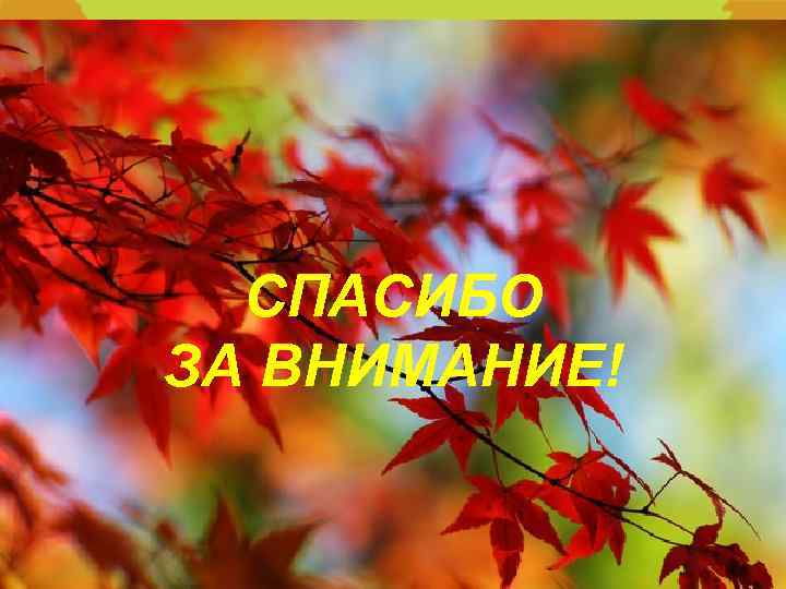 СПАСИБО ЗА ВНИМАНИЕ! 