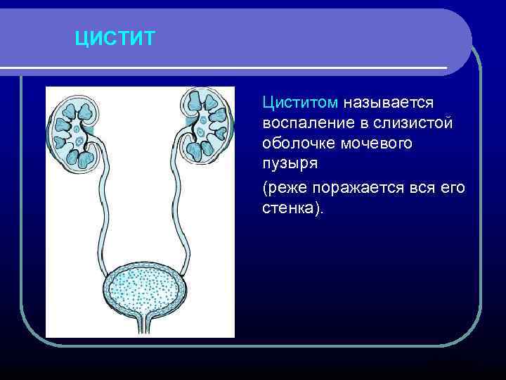 Средней оболочкой в стенке мочевыводящих путей является