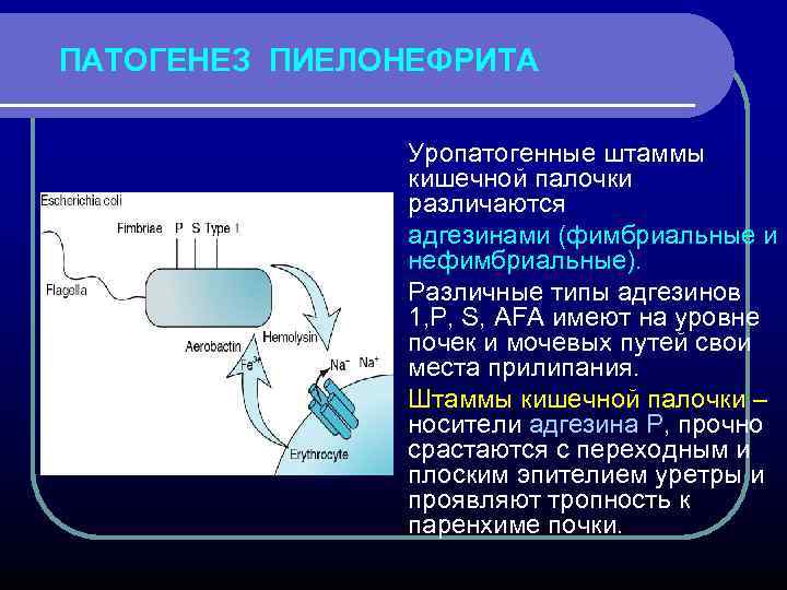 ПАТОГЕНЕЗ ПИЕЛОНЕФРИТА Уропатогенные штаммы кишечной палочки различаются адгезинами (фимбриальные и нефимбриальные). Различные типы адгезинов