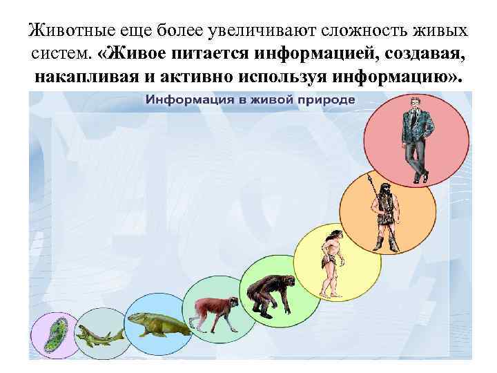 Животные еще более увеличивают сложность живых систем. «Живое питается информацией, создавая, накапливая и активно