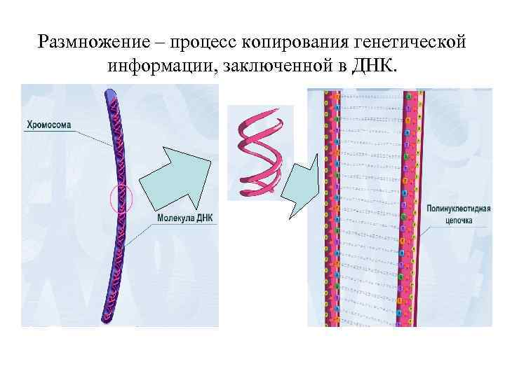 Размножение – процесс копирования генетической информации, заключенной в ДНК. 