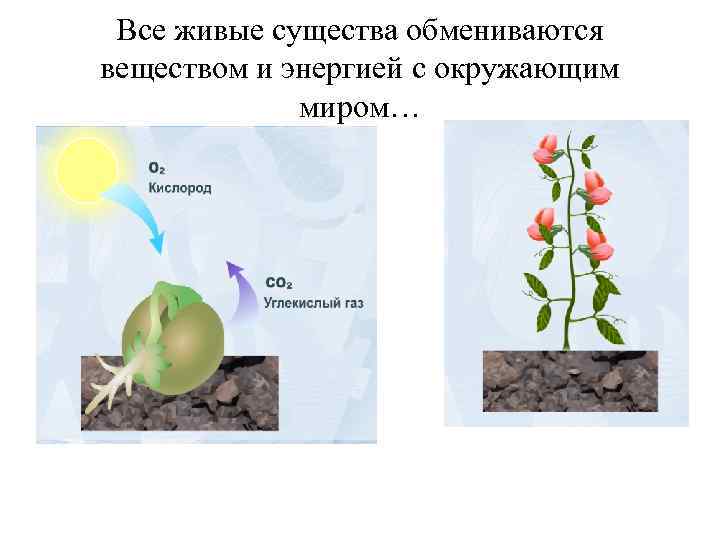 Все живые существа обмениваются веществом и энергией с окружающим миром… 