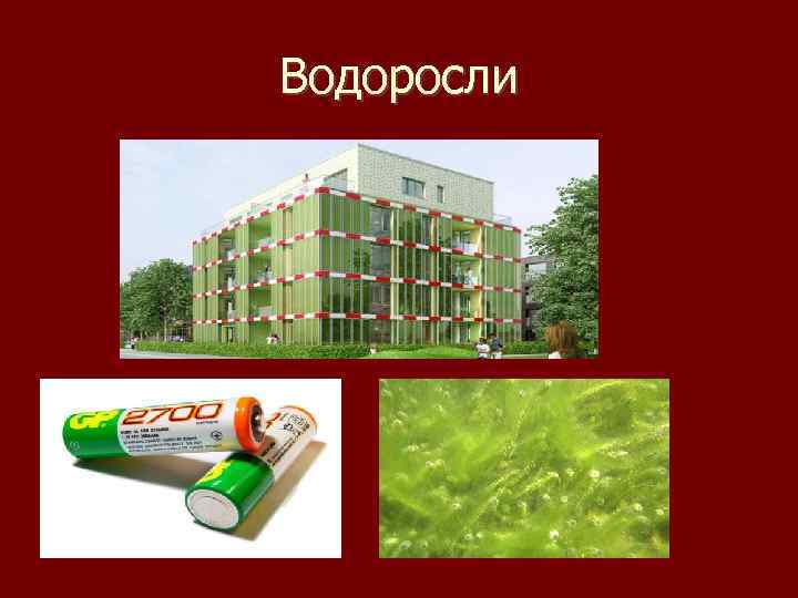 Водоросли 