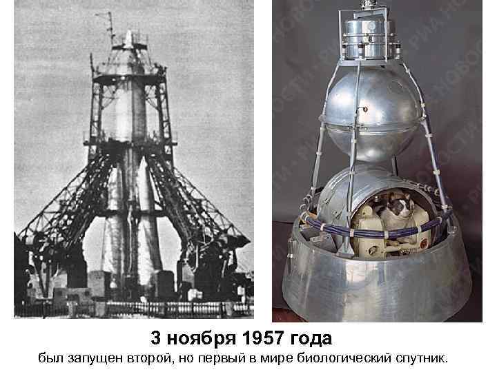 3 ноября 1957 года был запущен второй, но первый в мире биологический спутник. 