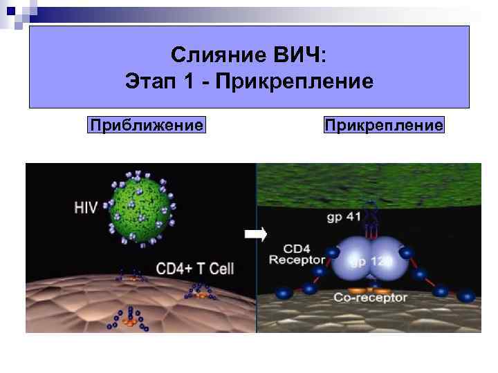 Слияние ВИЧ: Этап 1 - Прикрепление Приближение Прикрепление 