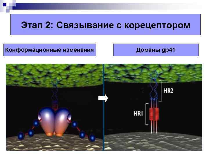 Этап 2: Связывание с корецептором Конформационные изменения Домены gp 41 