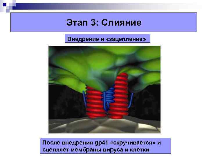Этап 3: Слияние Внедрение и «зацепление» После внедрения gp 41 «скручивается» и сцепляет мембраны