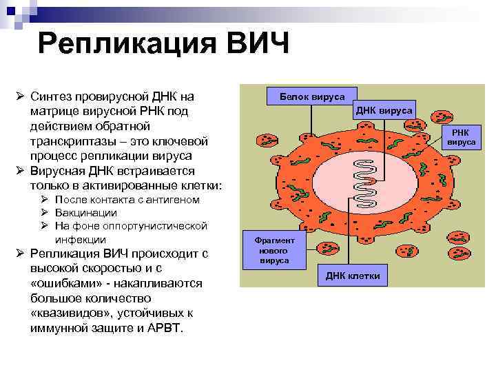 Антигены вируса иммунодефицита человека. Репликация ретровирусов. Механизм репликации вируса ВИЧ. Схема вируса ВИЧ. Вирус ВИЧ В репликация схема.