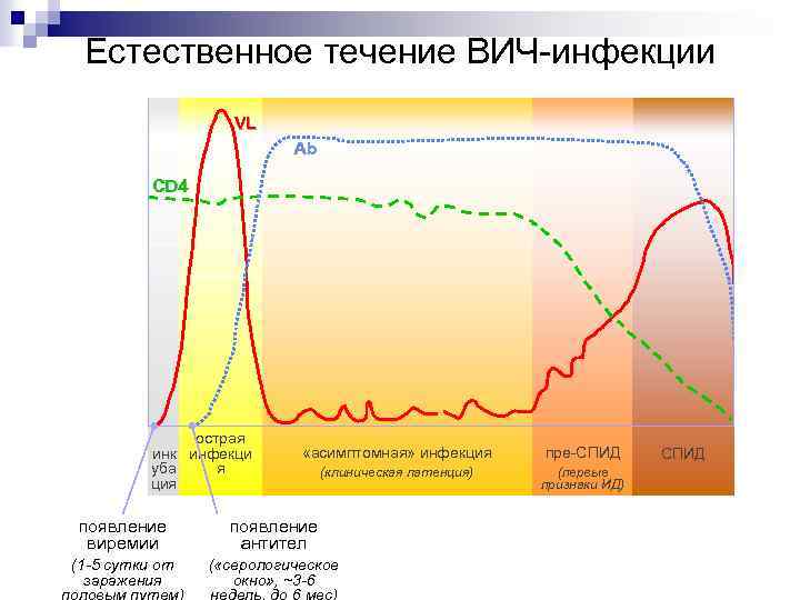 Естественное течение ВИЧ инфекции VL Ab CD 4 острая инк инфекци я уба ция