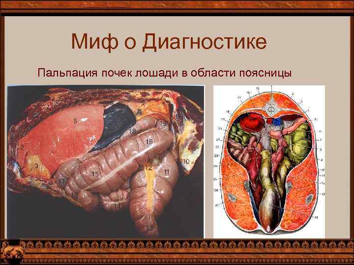 Миф о Диагностике Пальпация почек лошади в области поясницы 