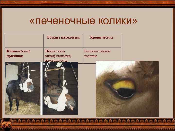  «печеночные колики» Острые патологии Клинические признаки Печеночная энцефалопатия, желтушность Хронические Бессимптомное течение 