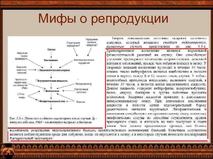 Мифы о репродукции 