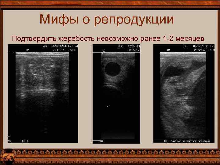 Мифы о репродукции Подтвердить жеребость невозможно ранее 1 -2 месяцев 