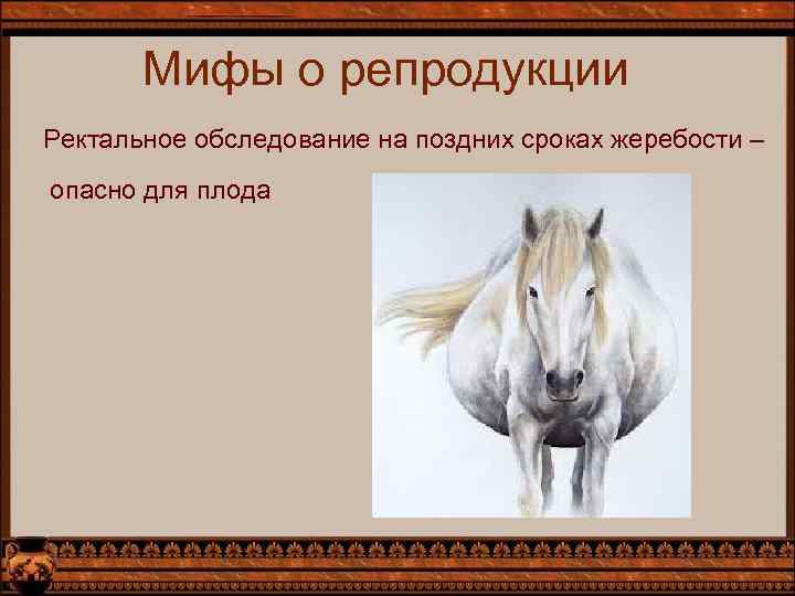 Мифы о репродукции Ректальное обследование на поздних сроках жеребости – опасно для плода 