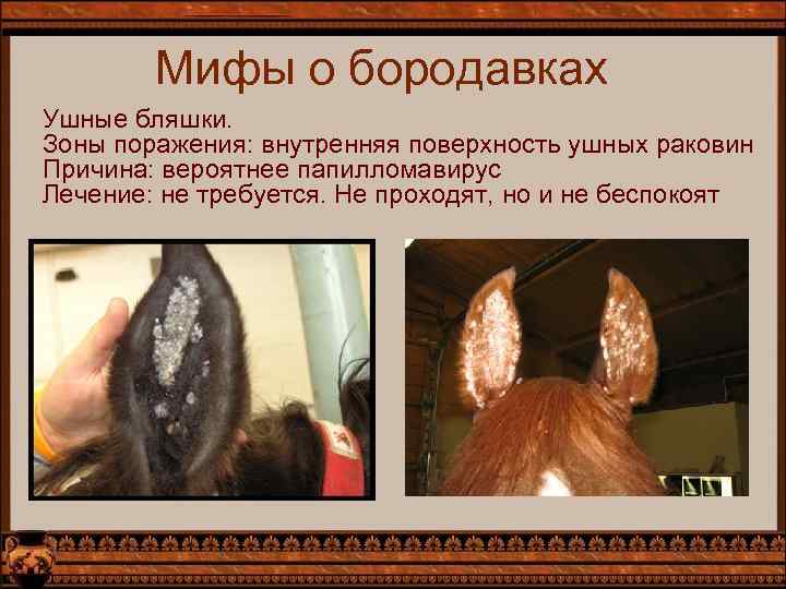 Мифы о бородавках Ушные бляшки. Зоны поражения: внутренняя поверхность ушных раковин Причина: вероятнее папилломавирус