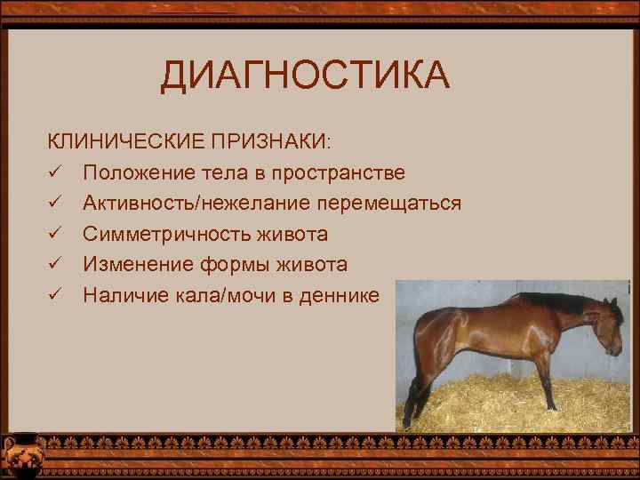 ДИАГНОСТИКА КЛИНИЧЕСКИЕ ПРИЗНАКИ: ü Положение тела в пространстве ü Активность/нежелание перемещаться ü Симметричность живота