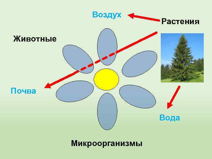 Воздух для растений животных человека. Воздух вода почва растения животные. Воздух растениях, почве. Воздух для растений. Земля и воздух, вода, растения, животные.