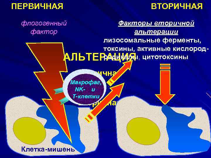 ПЕРВИЧНАЯ ВТОРИЧНАЯ флогогенный фактор Факторы вторичной альтерации лизосомальные ферменты, токсины, активные кислородрадикалы, АЛЬТЕРАЦИЯ цитотоксины