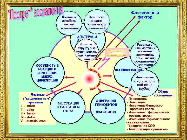 Комплекс метаболических изменений Комплекс физикохимических изменений АЛЬТЕРАЦИ Я Комплекс структурнофункциональ ных изменений СОСУДИСТЫЕ РЕАКЦИИ