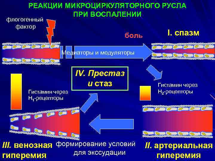 Схема микроциркуляторного русла