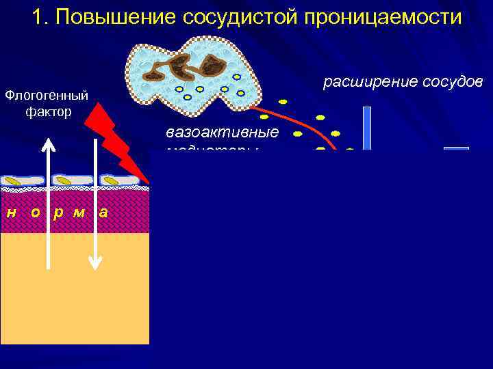 Проницаемость сосудов фото