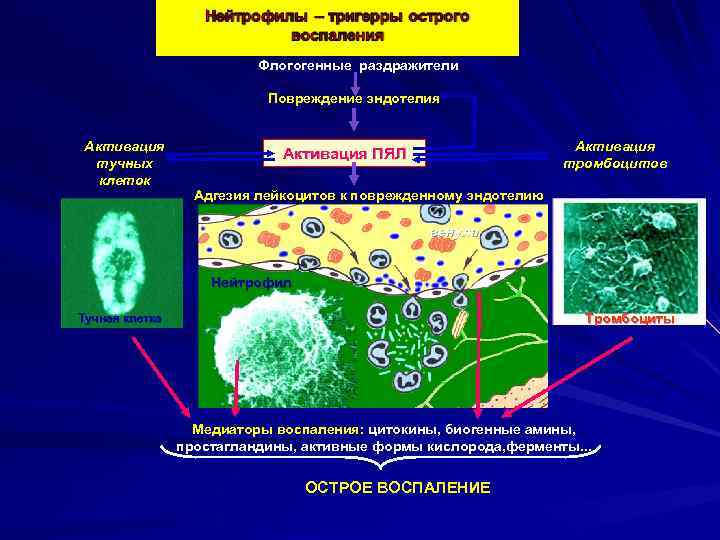 Флогогенные раздражители Повреждение эндотелия Активация тучных клеток Активация тромбоцитов Активация ПЯЛ Адгезия лейкоцитов к