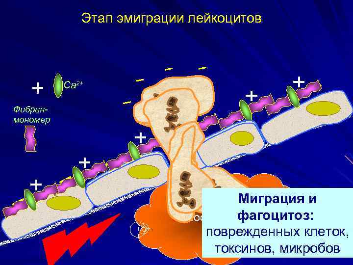 Этап эмиграции лейкоцитов Са 2+ Фибринмономер Миграция и фагоцитоз: Воспаление поврежденных клеток, токсинов, микробов